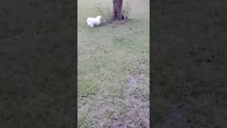 My Name is Noah:-) ARMADILLO'S Today!!! In the END I just 100%PLAY:-)#pet