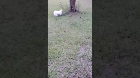 My Name is Noah:-) ARMADILLO'S Today!!! In the END I just 100%PLAY:-)#pet