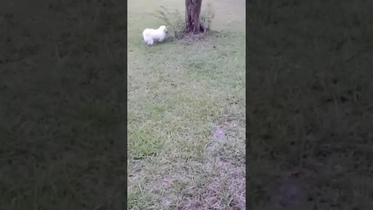 My Name is Noah:-) ARMADILLO'S Today!!! In the END I just 100%PLAY:-)#pet