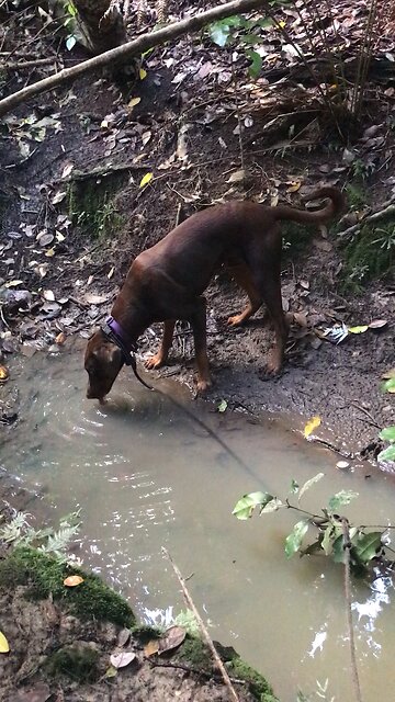Artist’s Conk (Ganoderma sp.) #survival #forage #fungi