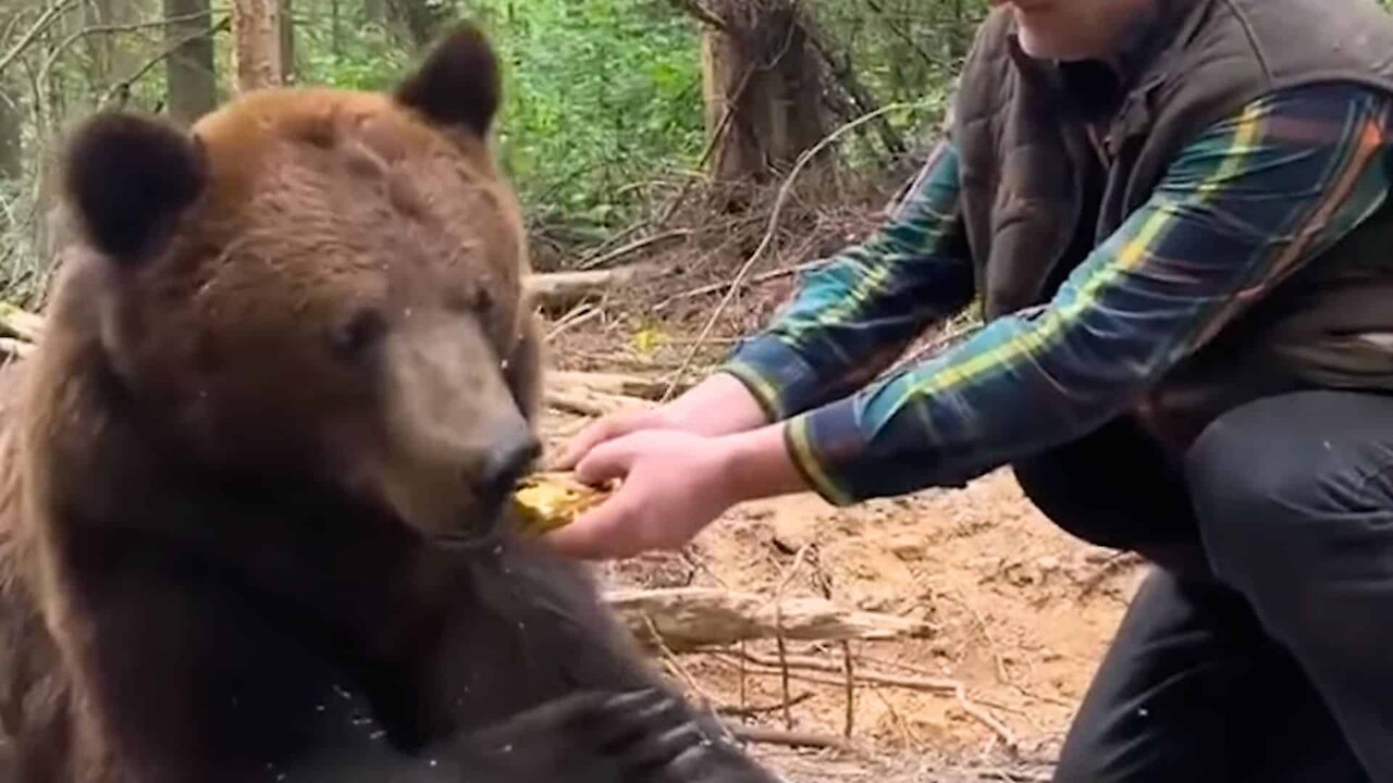 Bear Denies McDonalds Hamburger (Food Warfare & Animal Discernment Compared To Humans)