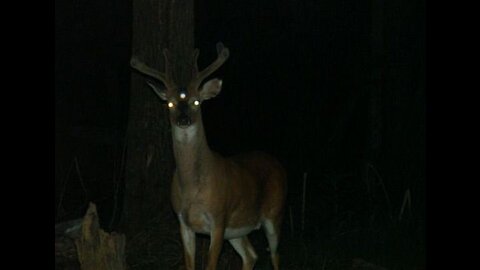 Not-Deer or Ghost Vanishes Before Driver on US 23 Ohio