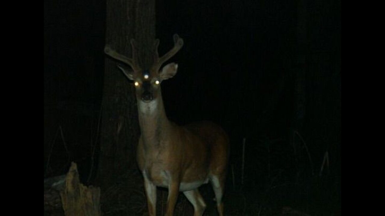 Not-Deer or Ghost Vanishes Before Driver on US 23 Ohio