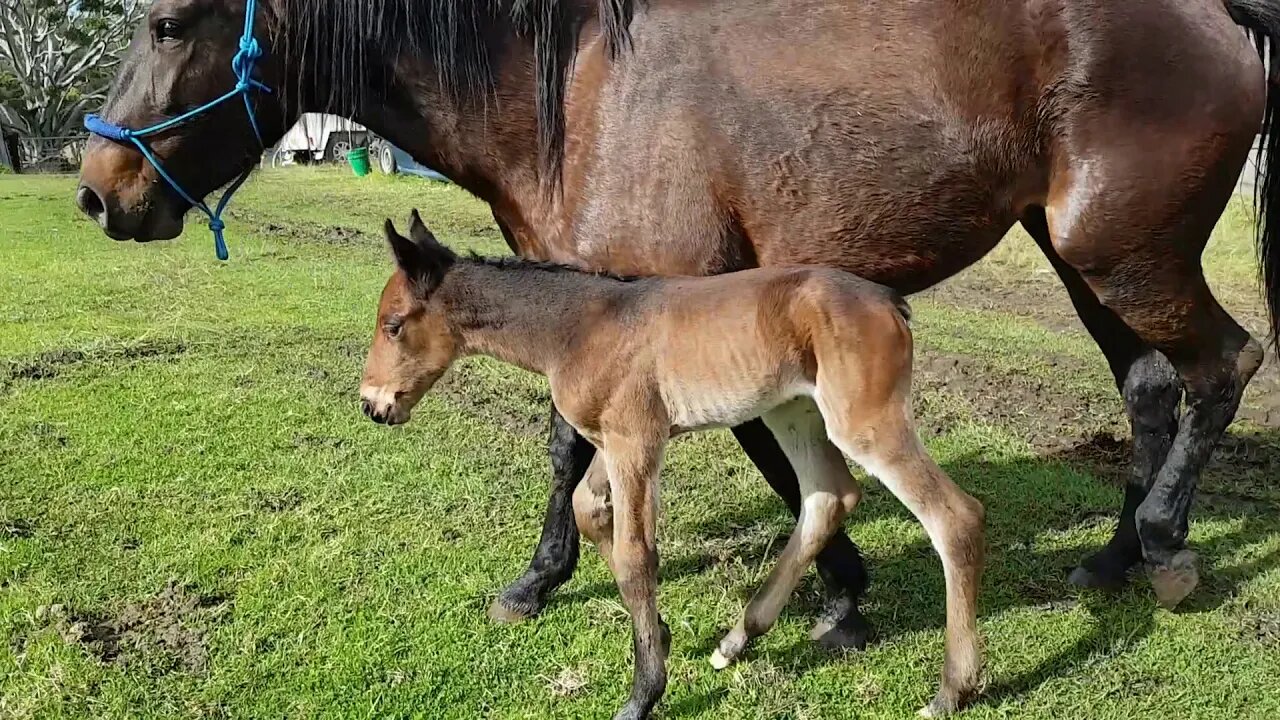 Dyani two days old, with a tired mum (Tuppy) May they both Rest in Peace. Much loved, forever missed