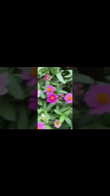 꽃구경 삼성본관 서울 중구