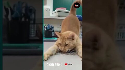 Funny Cats And Dogs Fighting 😂 Try Not To Laugh 🤣 #shorts #trynottolaugh #catsanddogs