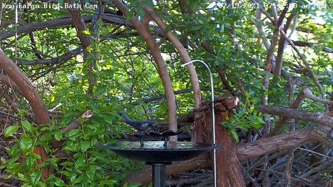 Juvenile red-bellied woodpecker