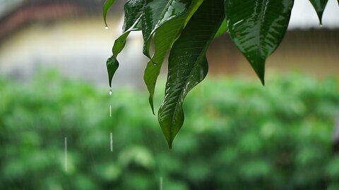 8 HOURS OF RAIN FOR SOUND SLEEP, MEDITATION, RELAXATION OR LEARNING