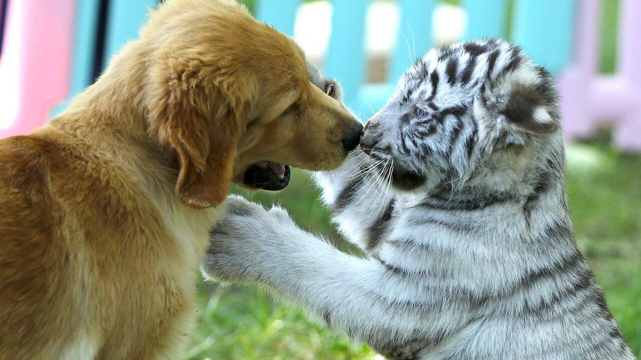 Dog vs tiger *FUNNY VIDEO*