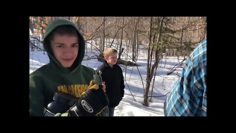 TIME TO TAP THE MAPLES Drilling and tapping trees for Maple Syrup