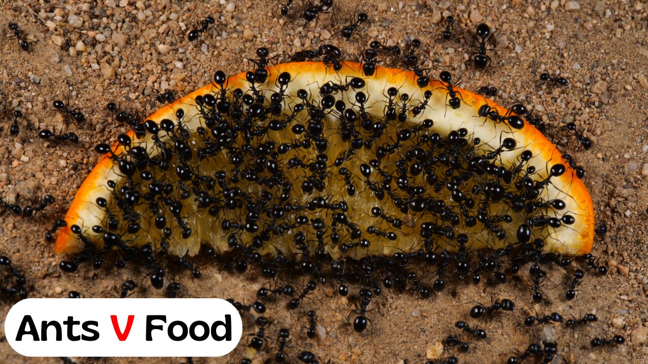 Ant Colony vs Orange Time Lapse 4k