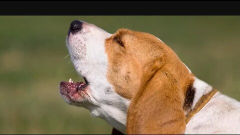 Top 10 dog barking videos compilation 2016 ♥️ dog barking sound - Funny dogs