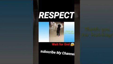 furniture Dogs l kuttine#animals I Wait for End 😱#anime #dog #viral #fyp #respect