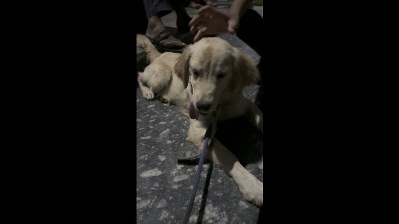 Golden retriever puppy