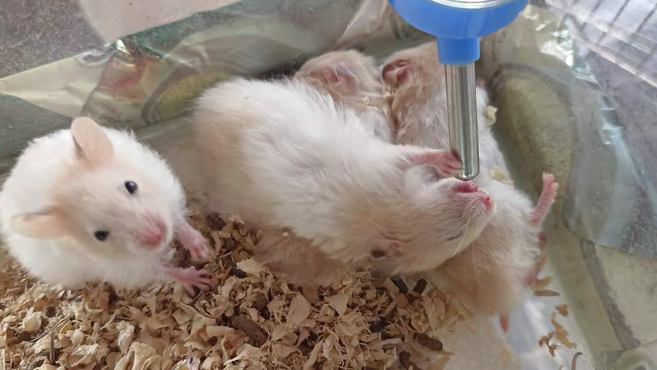 Thirty Little Hamster