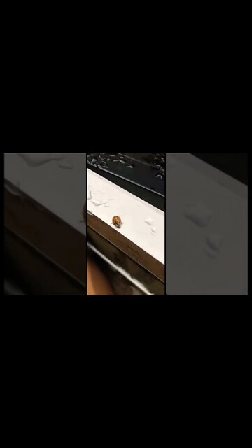 A lady bug on a rainy day