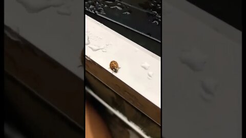 A lady bug on a rainy day