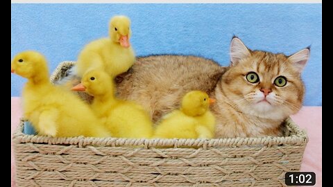 Kitten meets duckling for the first time