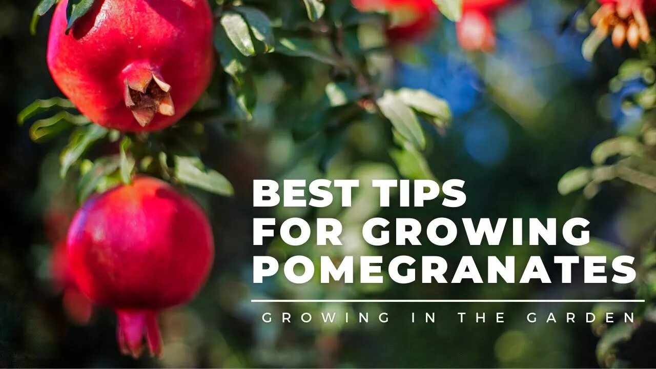 HOW to PLANT and GROW POMEGRANATES, plus WHEN to HARVEST, HOW to EAT, and what to do about BUGS