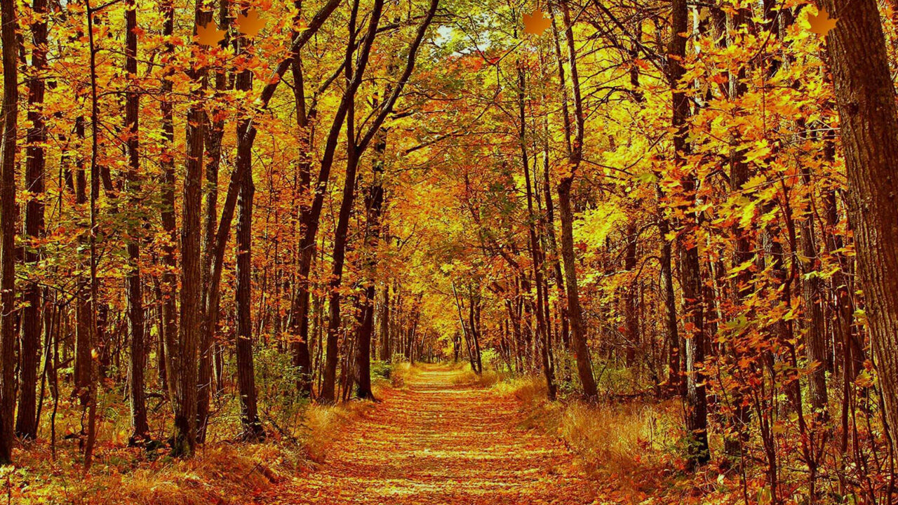 Ambience Music for Relax with Autumn Forest Aesthetic For Studying, Meditation, Rest And Deep Sleep