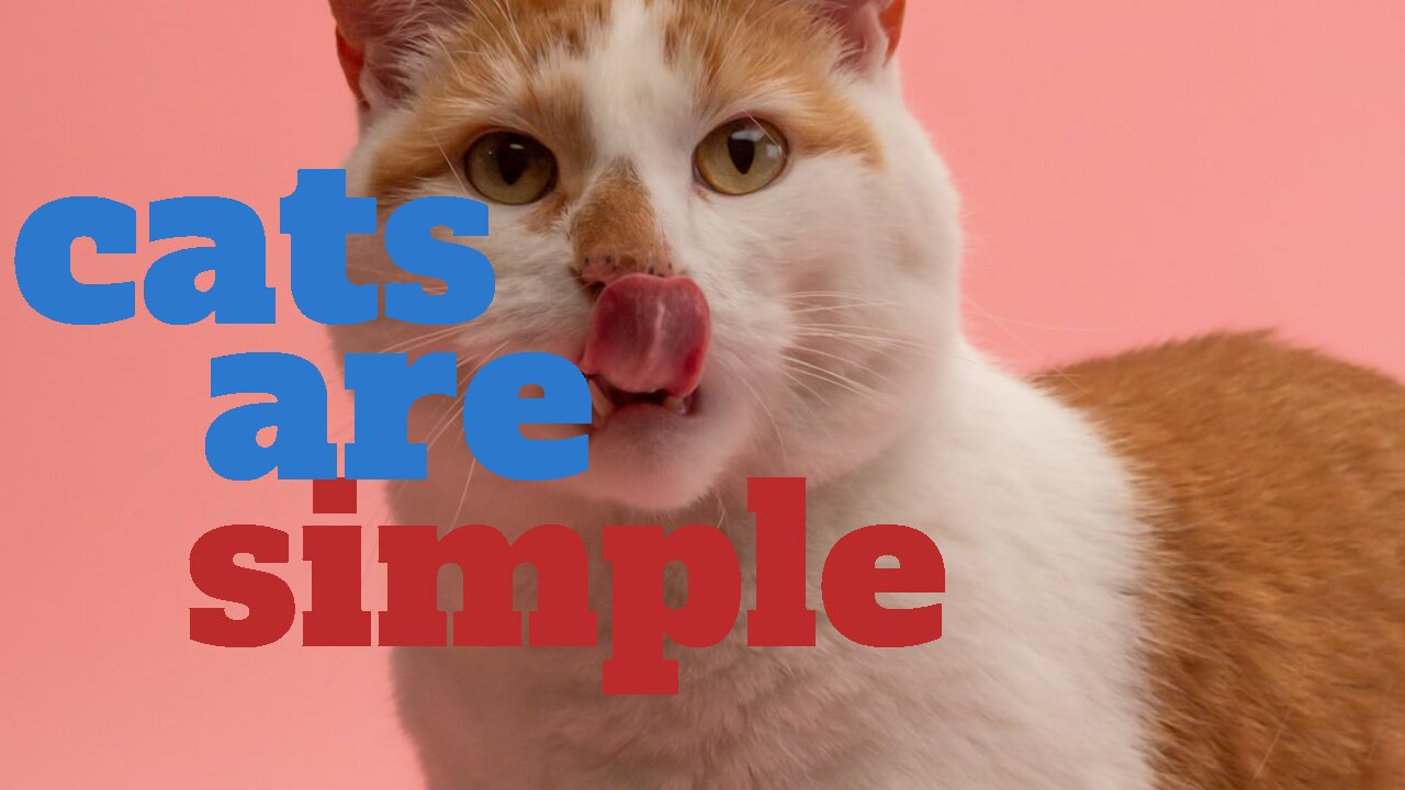 CATS ARE SIMPLE - FUNNY CATS VIDEO