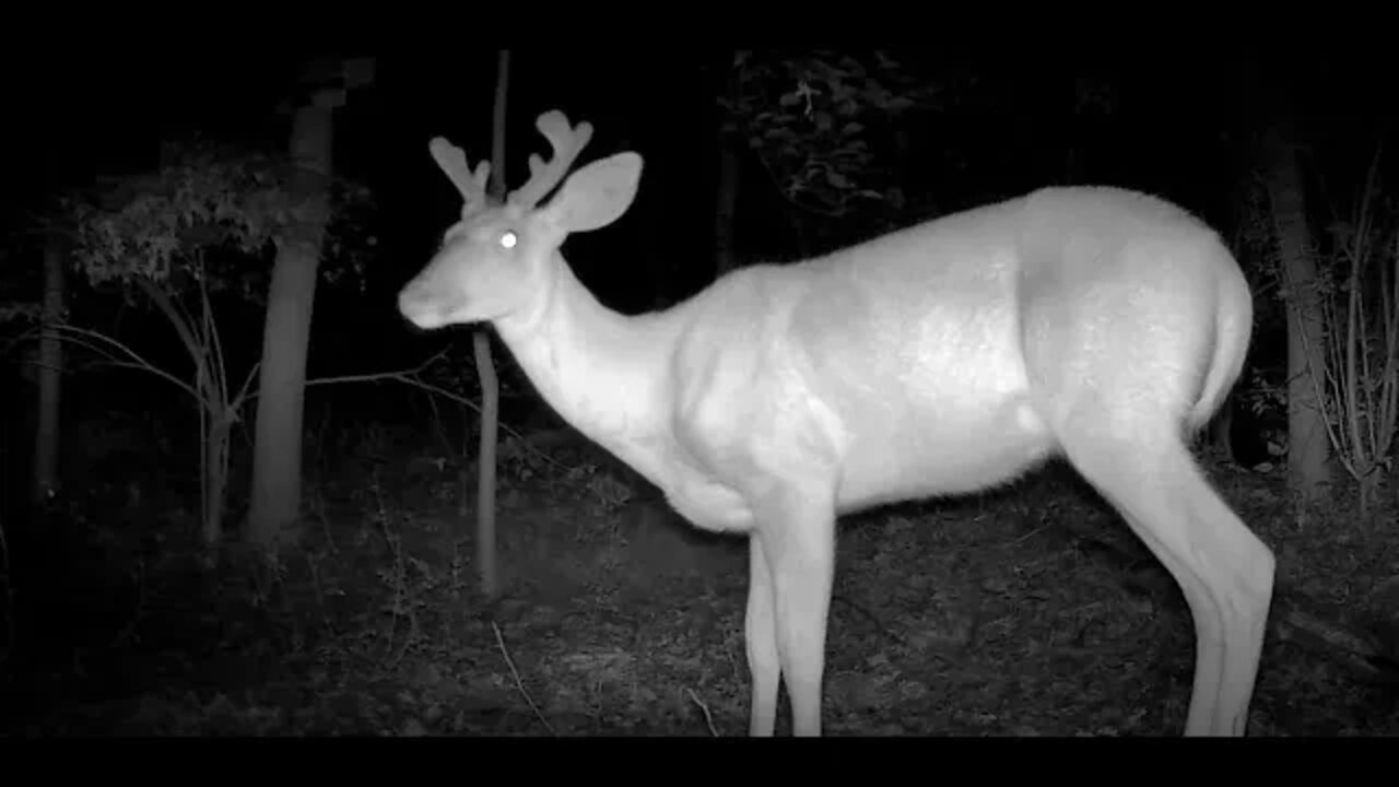 This same Buck hit the block 3 times in the same night