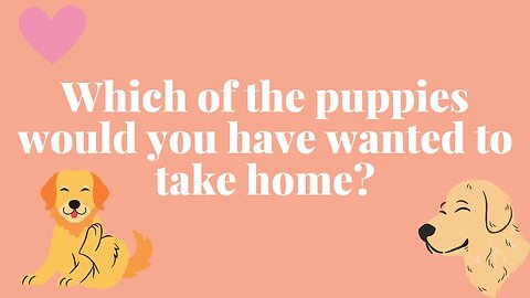 Which of the puppies would you have wanted to take home? PART 3