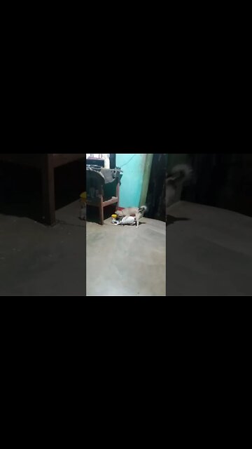 cute puppy and cat friendship day status 😘🥰🐕🐈🔥| WhatsApp status |#shorts #puppy #dogs