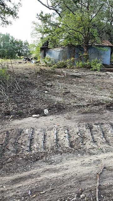 Very first day of bee hunting in Texas, I'm a transplant too.