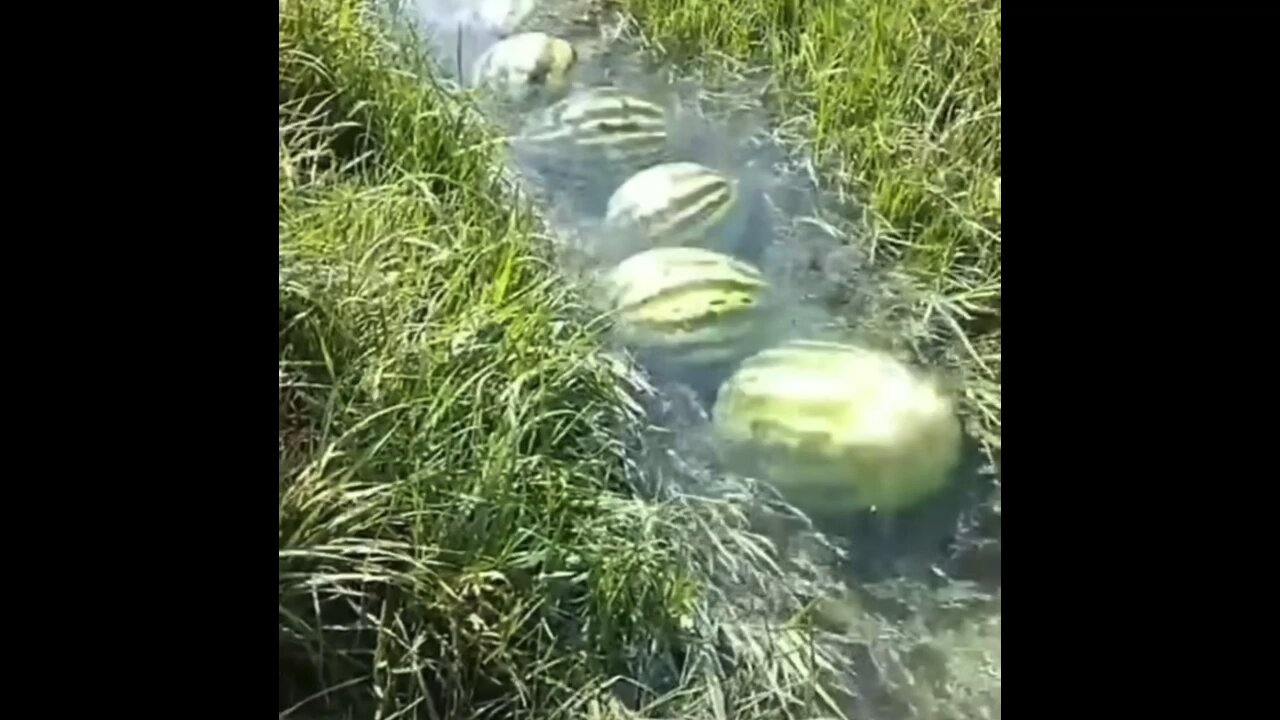 This is Why They are Called Watermelon 🍉 Get it 🤩🤣