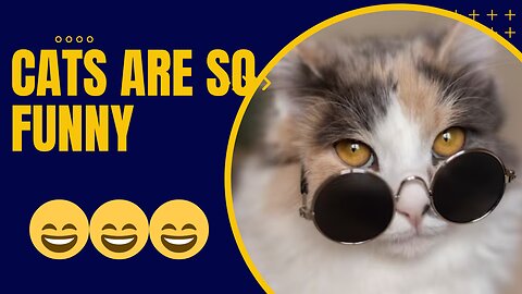 Funny cats