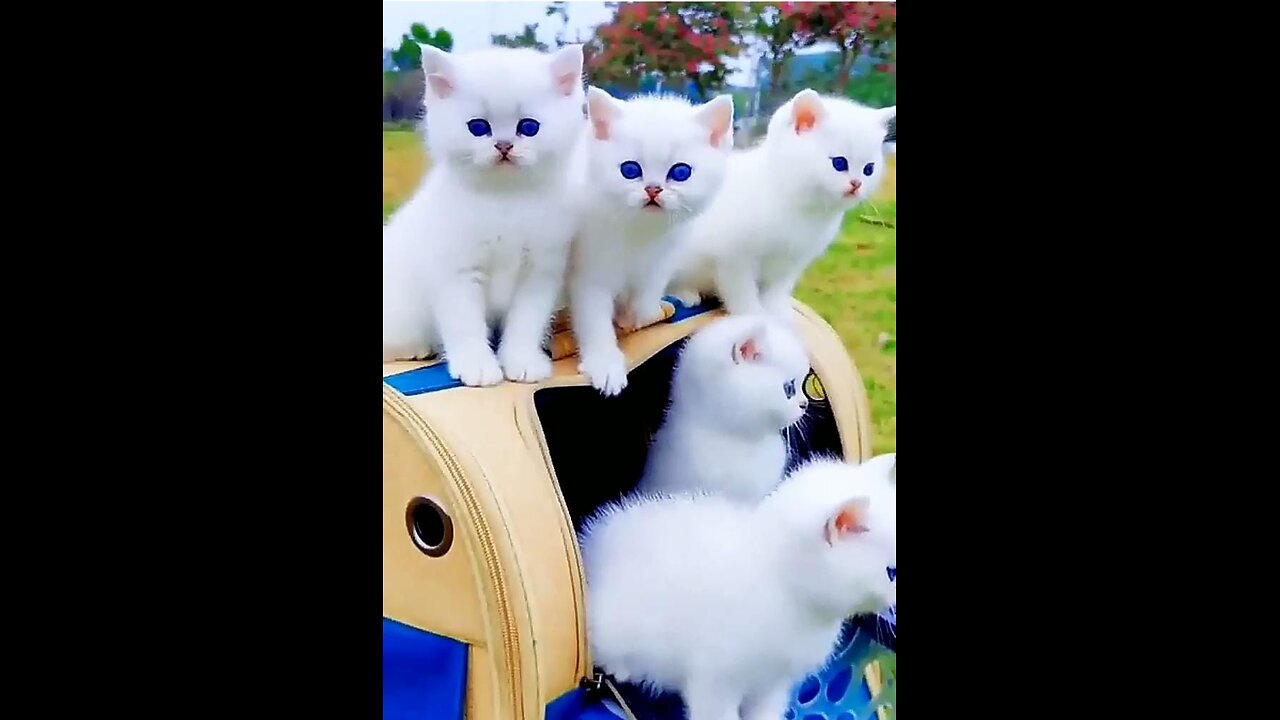 Cute White handsome kittens.