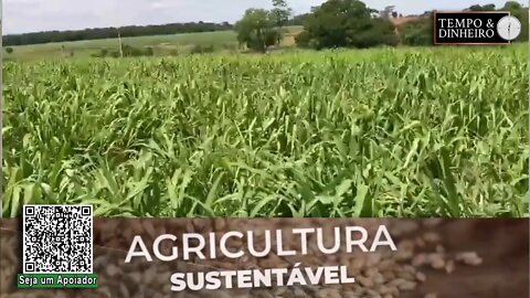 Anprosem destaca a forrageira Miyagui para as pastagens e cobertura do solo - RZ
