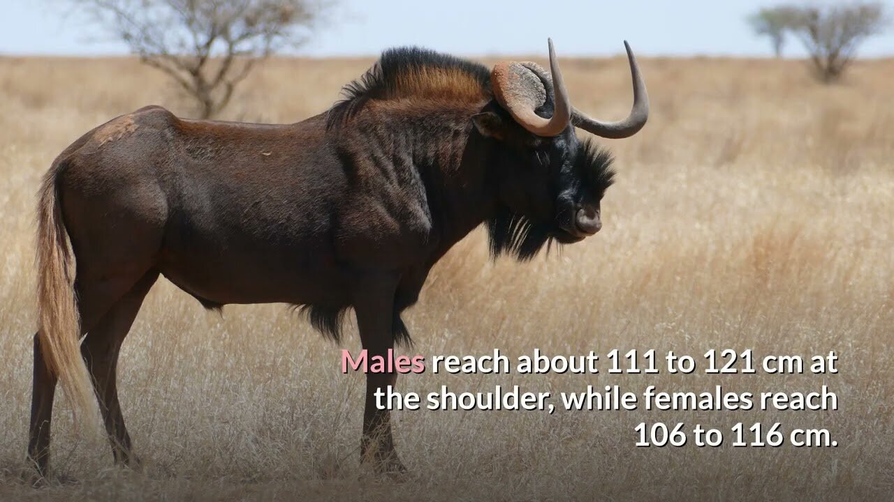 Black wildebeest Description, Characteristics and Facts!