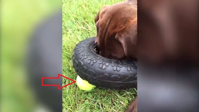 A dog struggles with simple problem solving skills. Can he overcome this challenge?