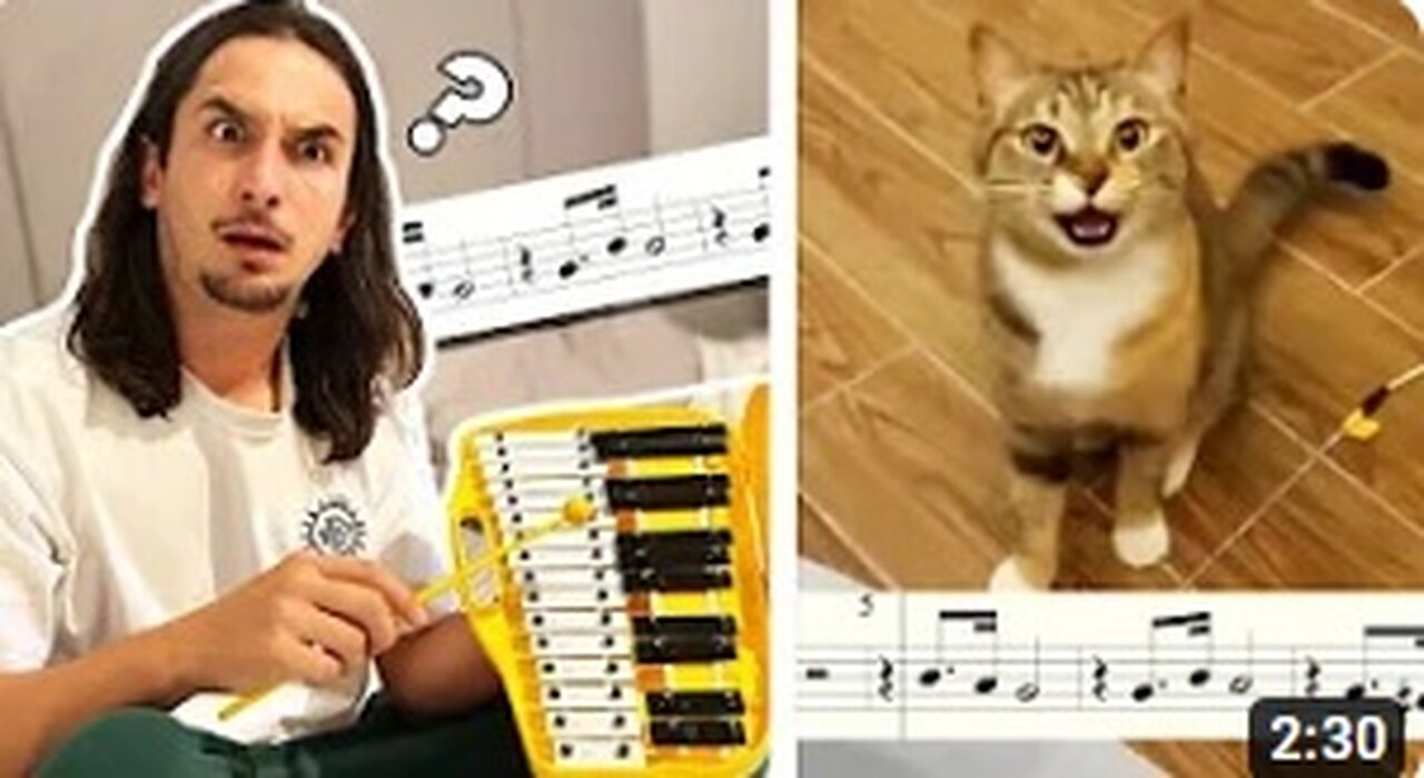 Xylophone Cat (Singing Cat Collab)