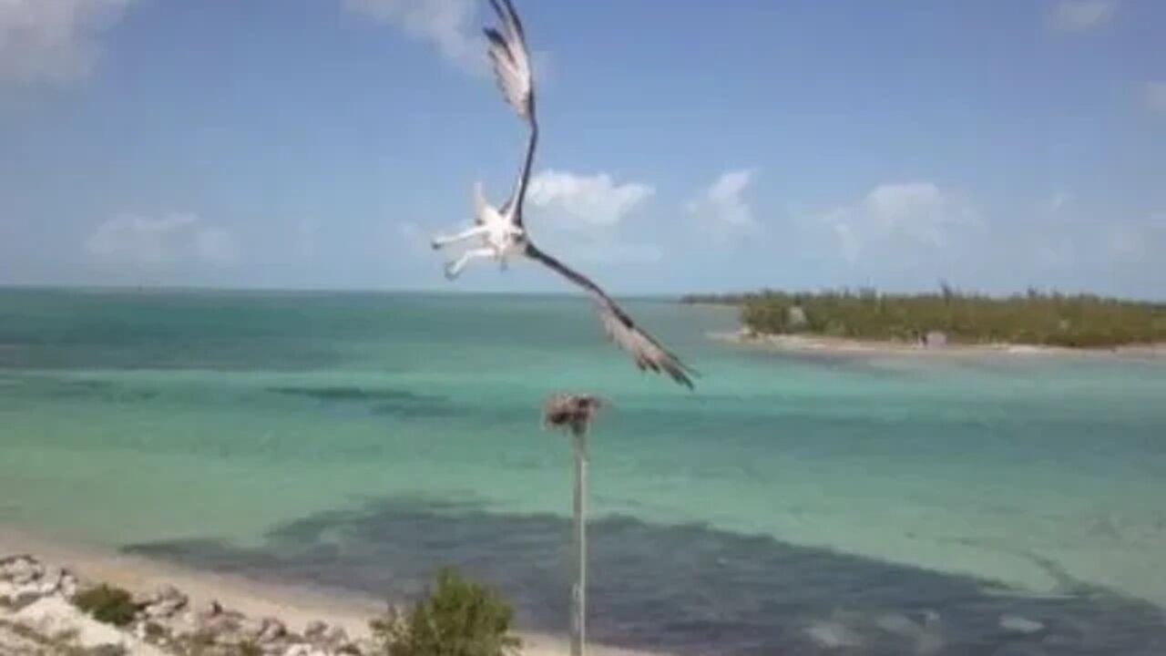 Chub Cay Osprey Drone Attacked