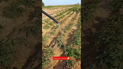 Очистка Воды для моих Растений 2| #shorts #short #shortvideo #shortsfeed #shortsvideo #food #farming