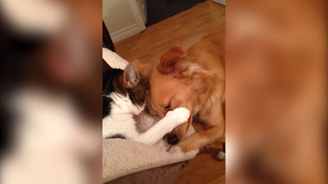 Puppy Just Wants To Cuddle With Cat