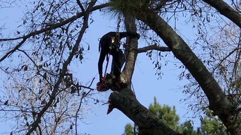 Tree climbers limbing a tree,roping down limbs