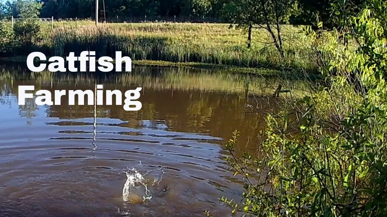 Raising Catfish on my Homestead.