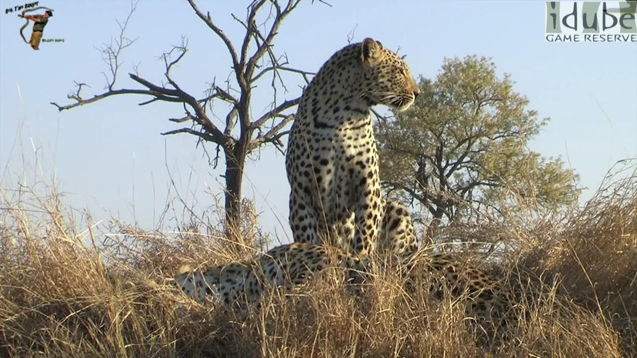 Leopard Interaction