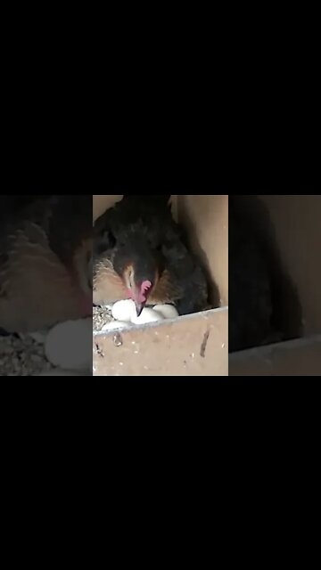Newborn chicks peep out under hen