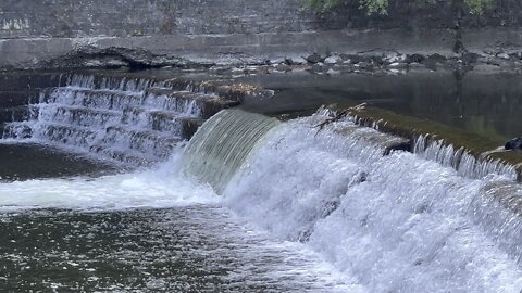 Salmon run Humber River 2022 edition 24
