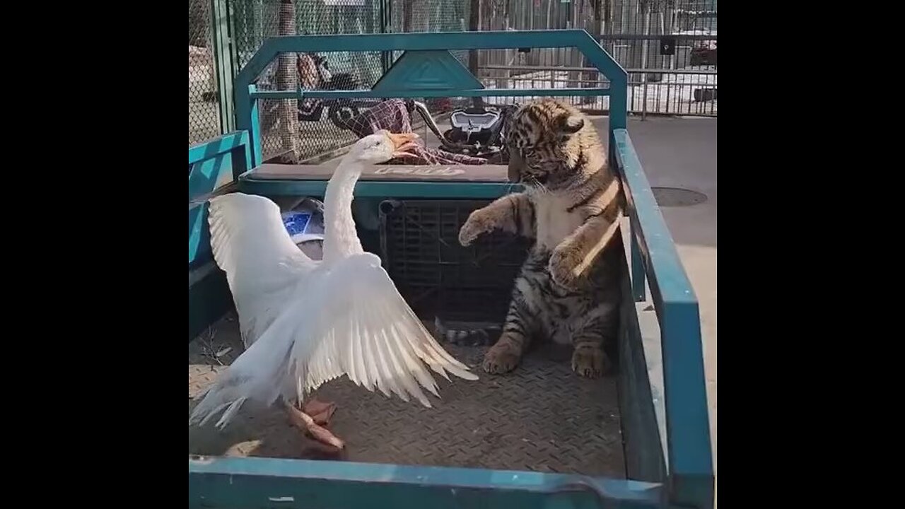 FUNNY FIGHT BETWEEN A DUCK AND A TIGER🤣