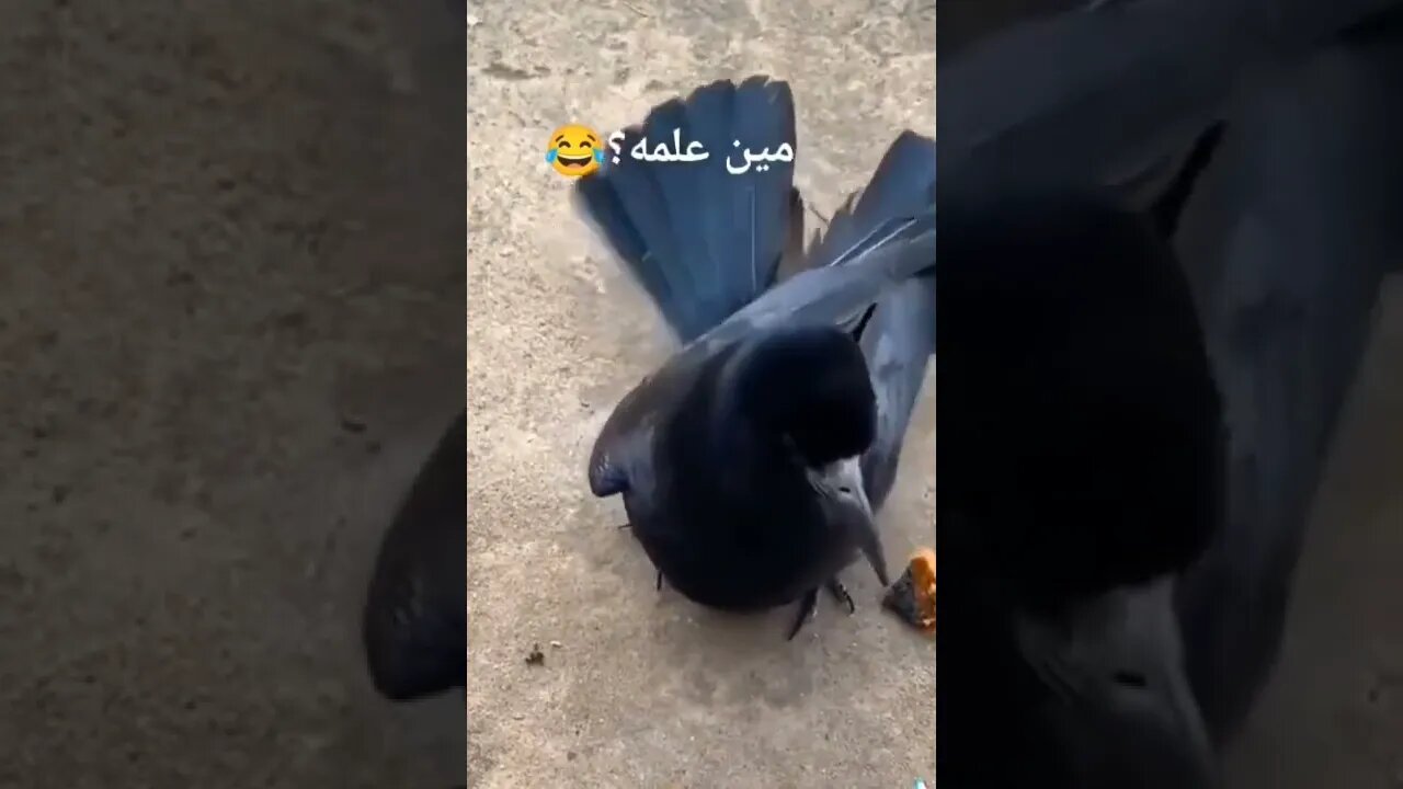 Bird playing with fire 😲😲