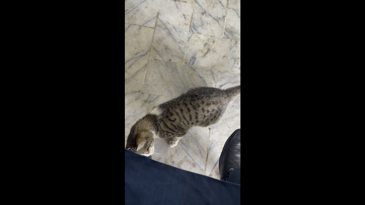 Mischief little cat