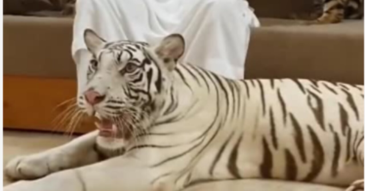 white tiger playing with its owner