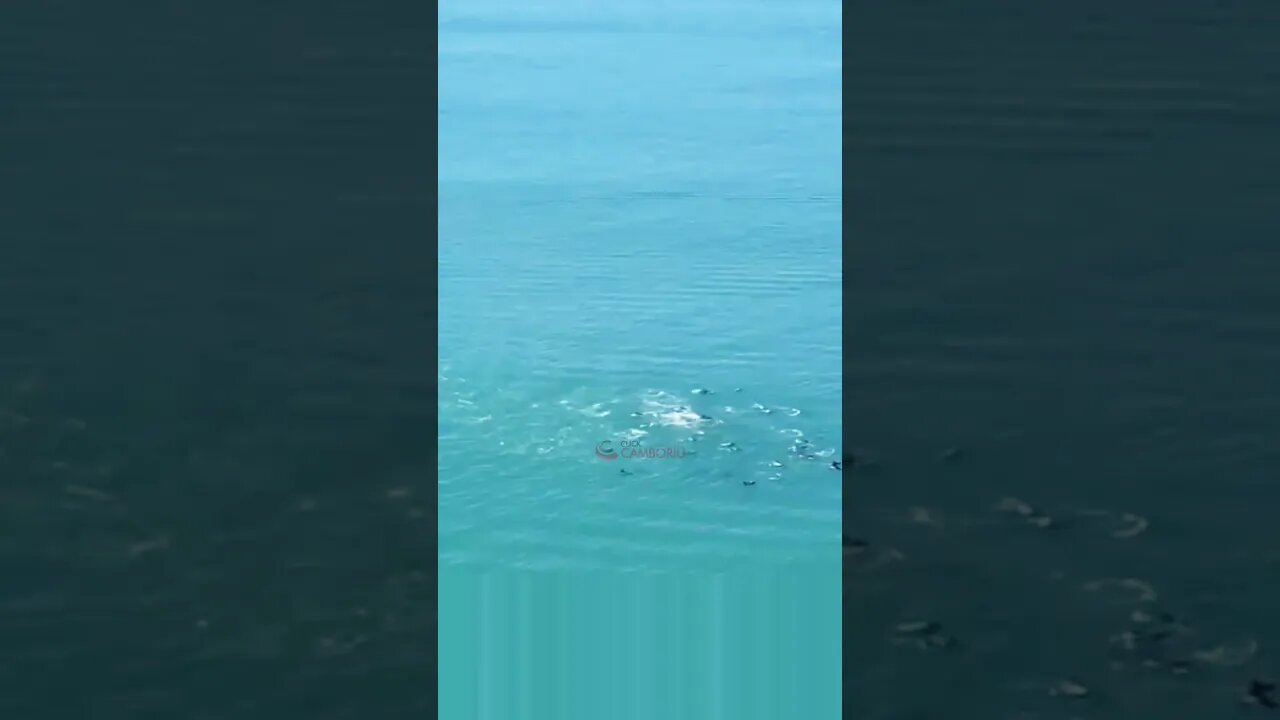 Debandada de golfinhos em Balneário Camboriú