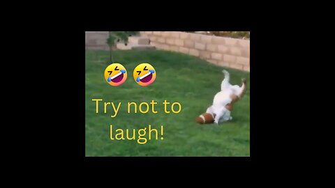 Funny animals. Try not to laugh Challenge 🤣🤣😍